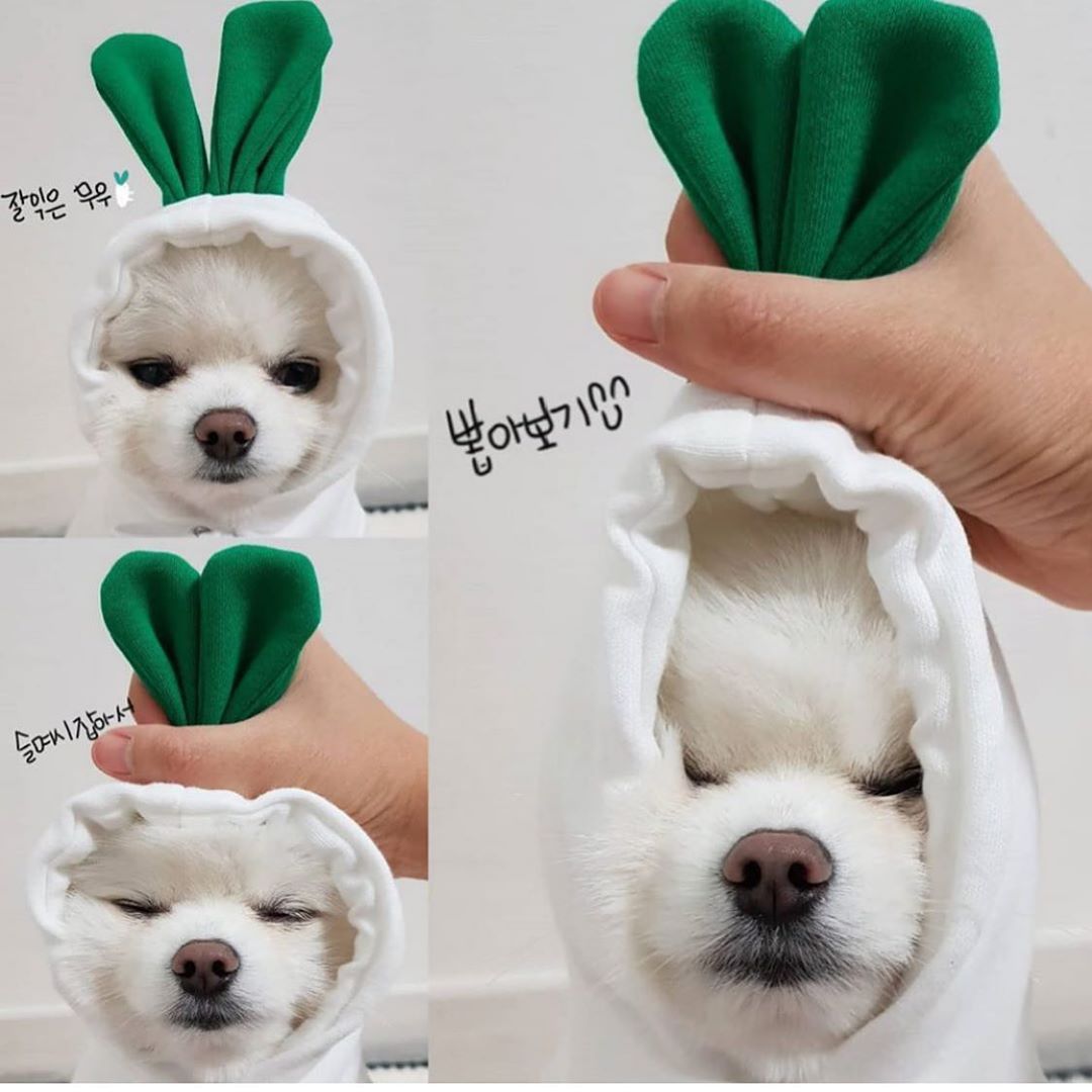 Cozy Drawstring Pet Sweater