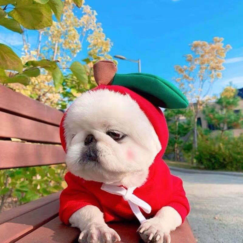 Cozy Drawstring Pet Sweater